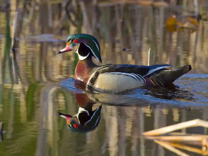 we rated the best duck decoys for hunting