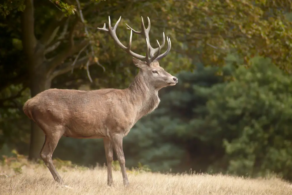 An in depth review of the best deer decoys in 2018