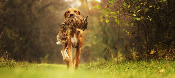 top 5 hunting dogs