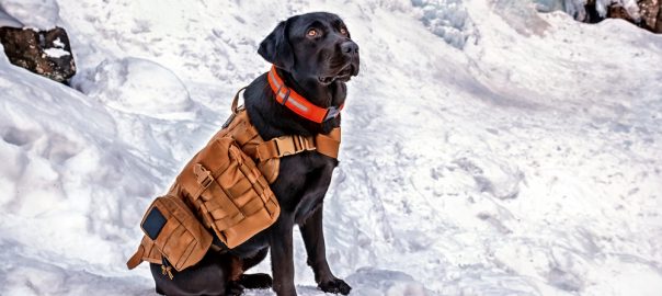 best dog hunting vest