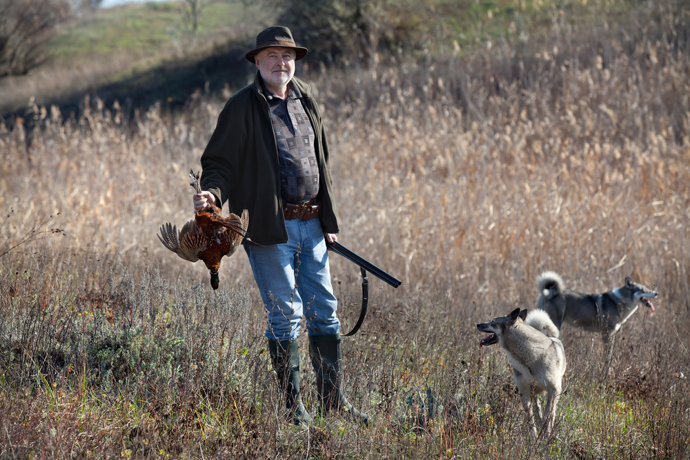 How To Choose the Best Training Collars for Bird Dogs TheGearHunt