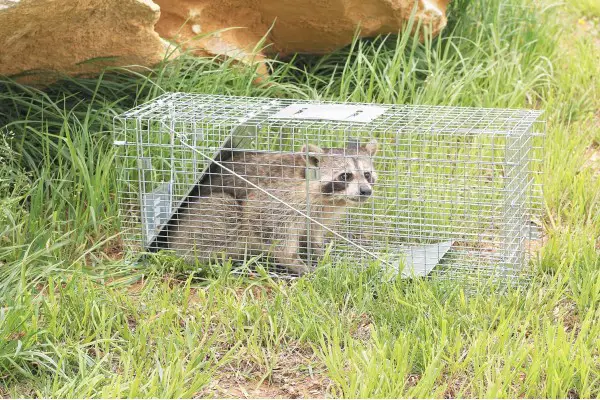 An in depth review of the best animal traps in 2018