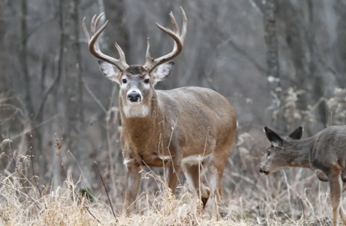 First Time Deer Hunting? The Not So Obvious Basics! - TheGearHunt