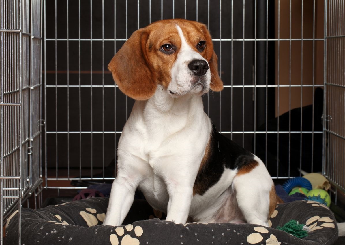 10 Best Dog Crates Reviewed & Rated in 2024 TheGearHunt