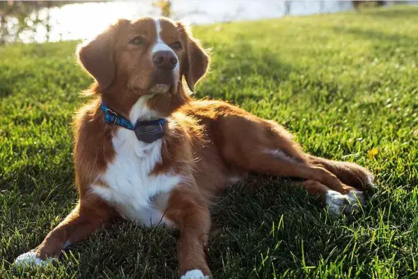 An in depth review of the best electronic dog collars of 2019