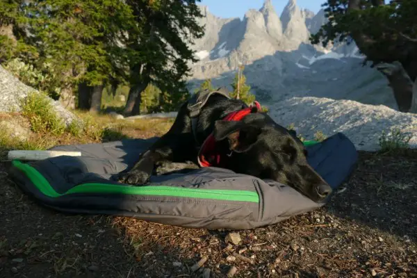 An in depth review of the best dog beds of 2018