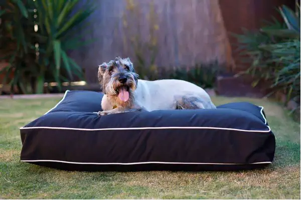 An in depth review of the best outdoor dog beds in 2018