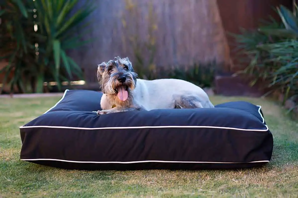 10 Best Outdoor Dog Beds Reviewed in 2024 TheGearHunt