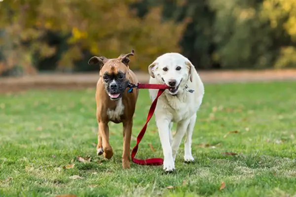 An in depth review of the best dog leashes in 2018
