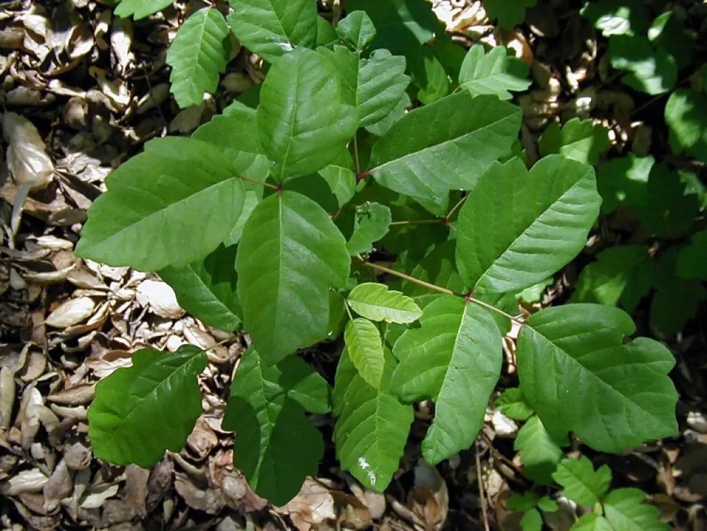 Ядовитый дуб. Toxicodendron diversilobum. Poison Oak растение. Poison Sumac. Токсикодендрон пушистый.