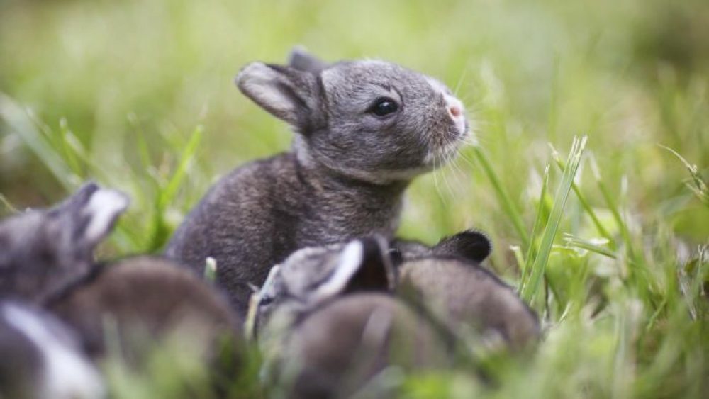 How to Breed Rabbits: The Complete Guide - TheGearHunt