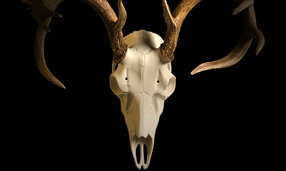 How to Create a European Mount The Complete Guide TheGearHunt