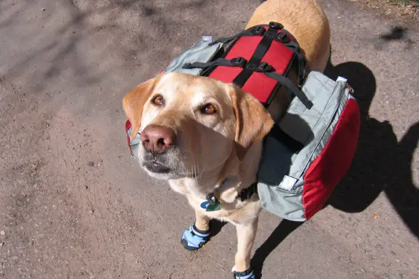an in-depth review of the best dog backpacks of 2018