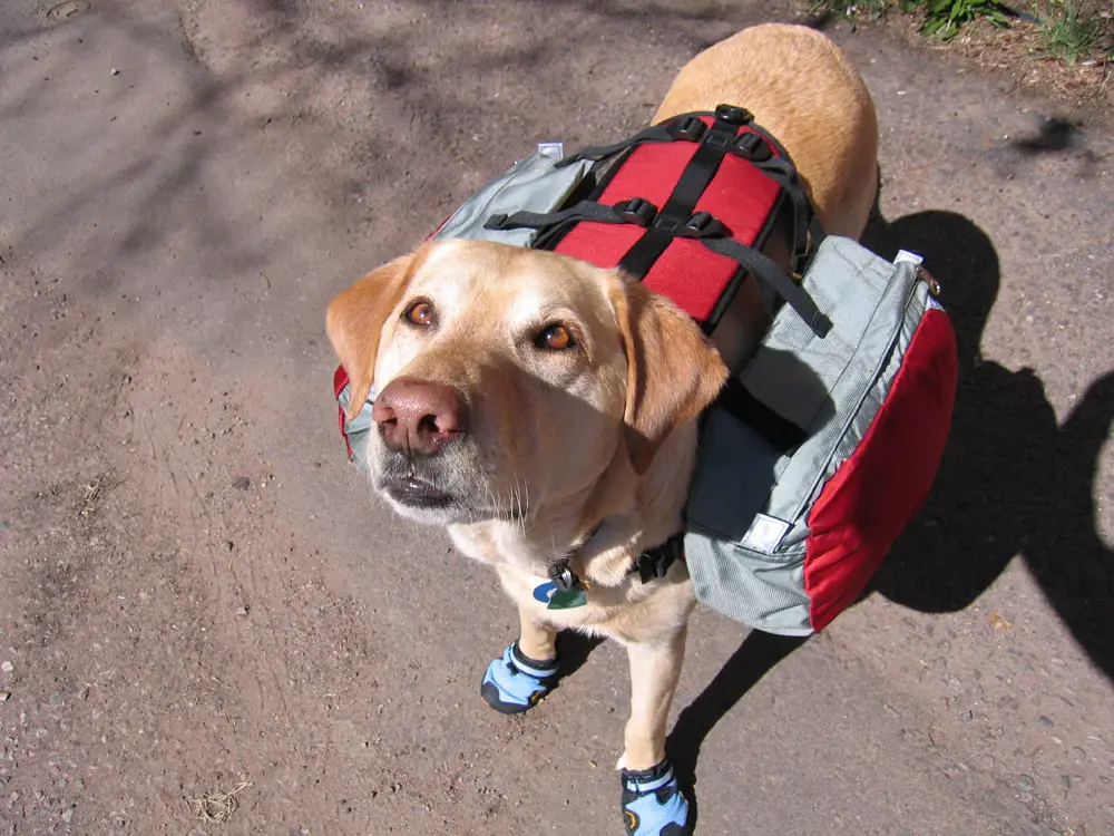 Dog Backpacks - Photos