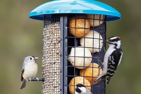 An in depth review of the best bird feeders in 2018