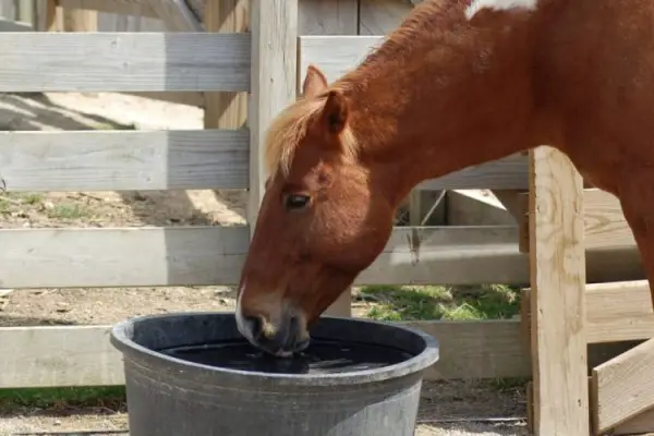 An in depth review of the best horse water buckets in 2018
