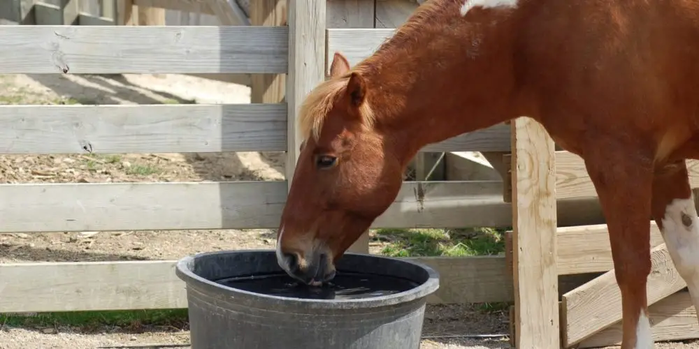12L Heavy Duty Bucket Horse Equestrian Stable Feed Feeding Water Watering