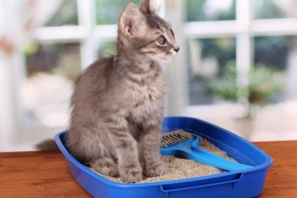 an in-depth review of the best cat litters of 2019.