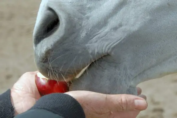 an in-depth review of the best horse treats of 2019.