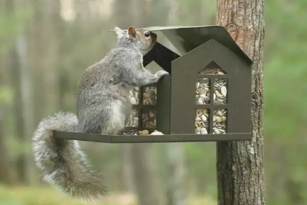 an in-depth review of the best squirrel feeders of 2019