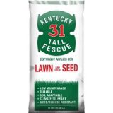 Kentucky 31 Tall Fescue