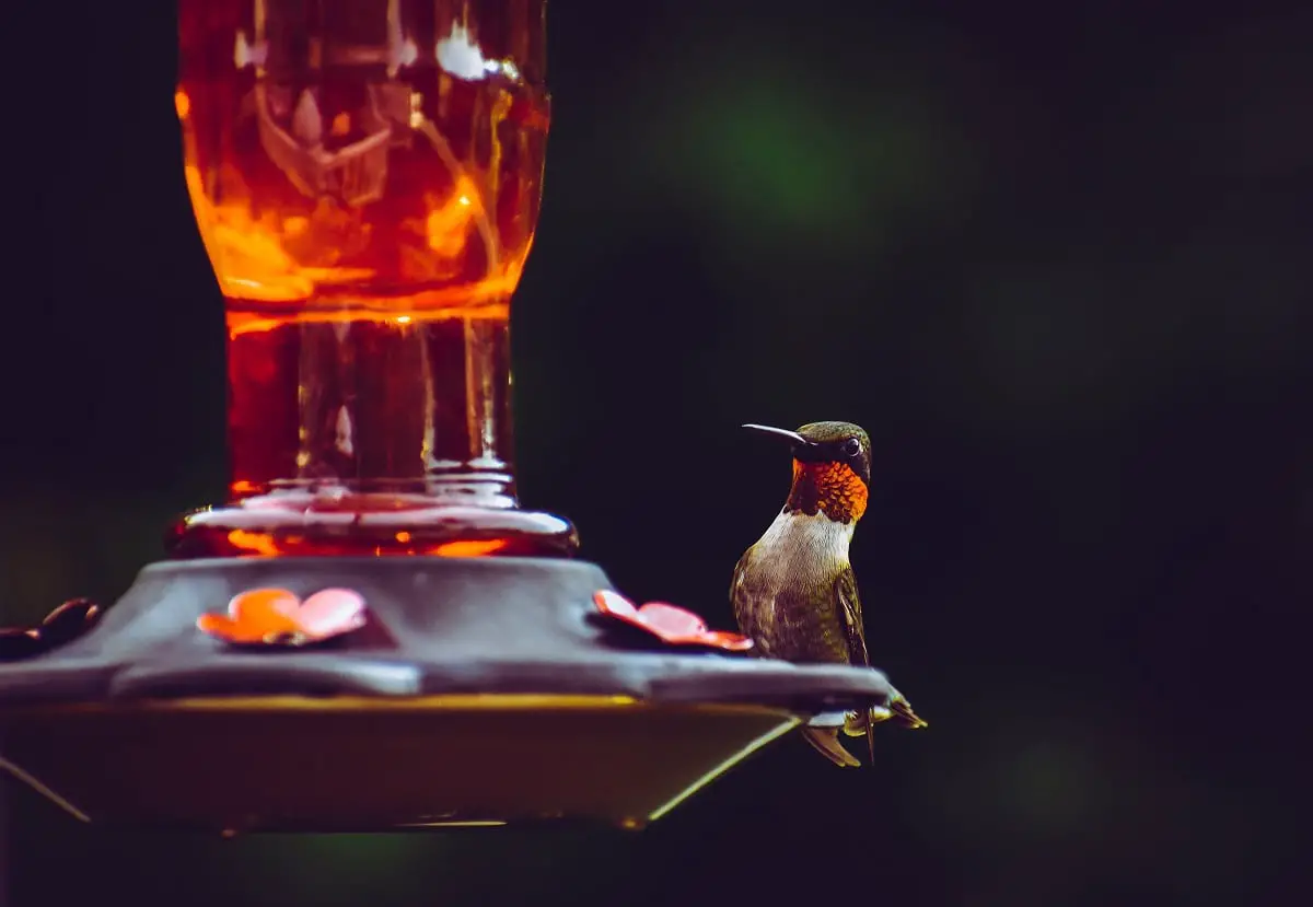 An in-depth guide to the bets hummingbird feeders of 2018.