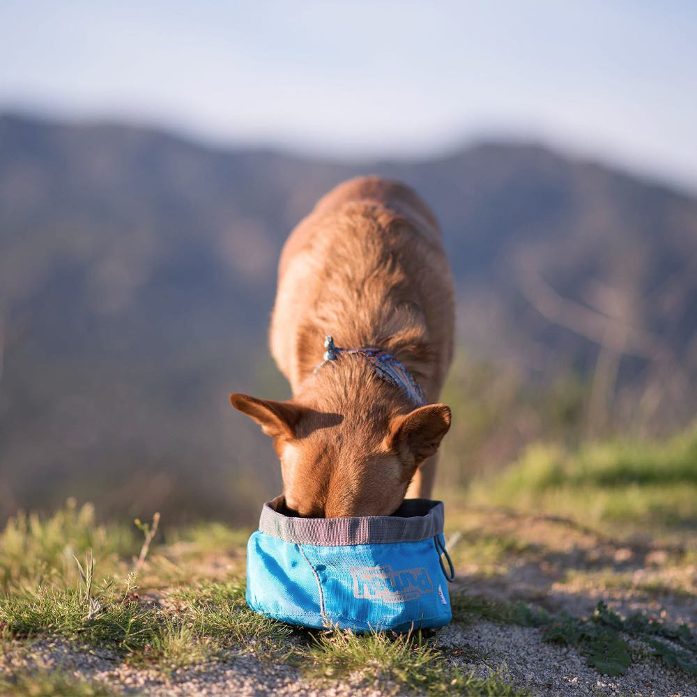best travel dog bowl