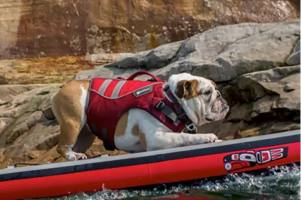 An in-depth review of the best dog life jackets in 2018