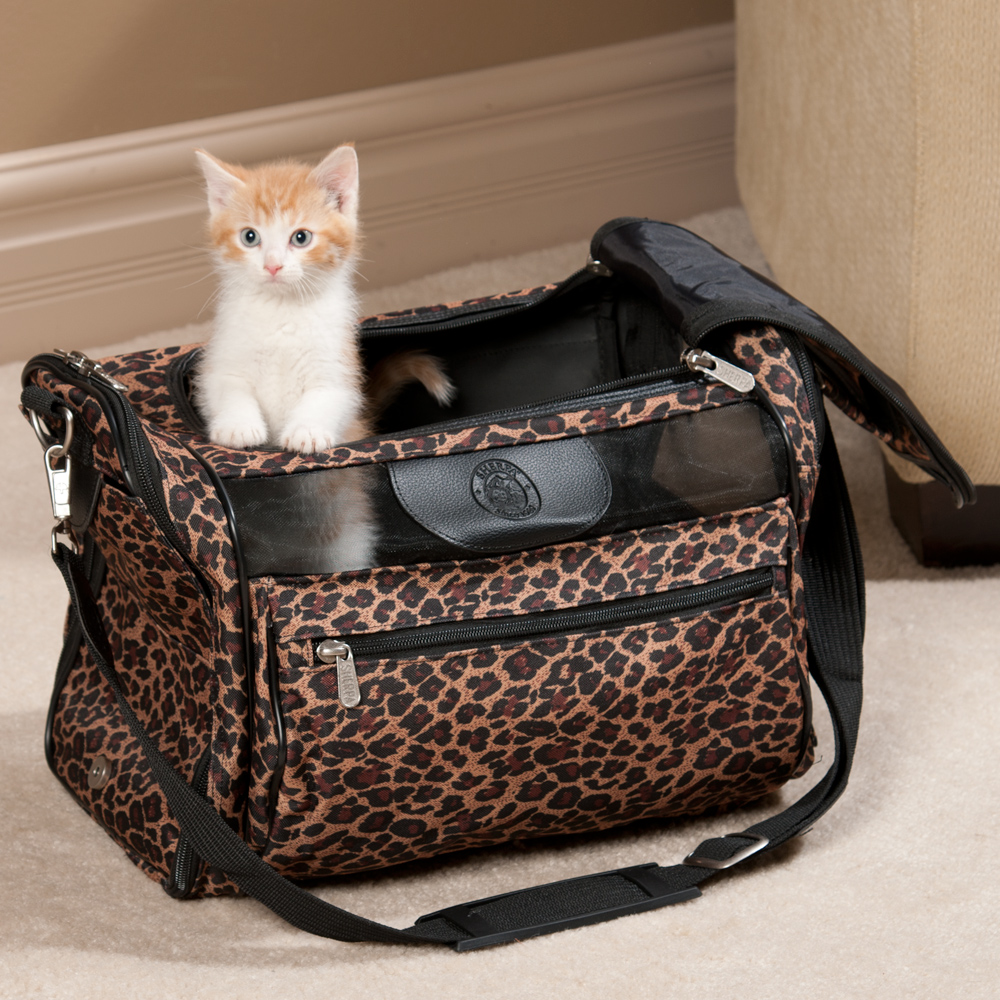 Traveling with Cats Everything You Need to Know TheGearHunt