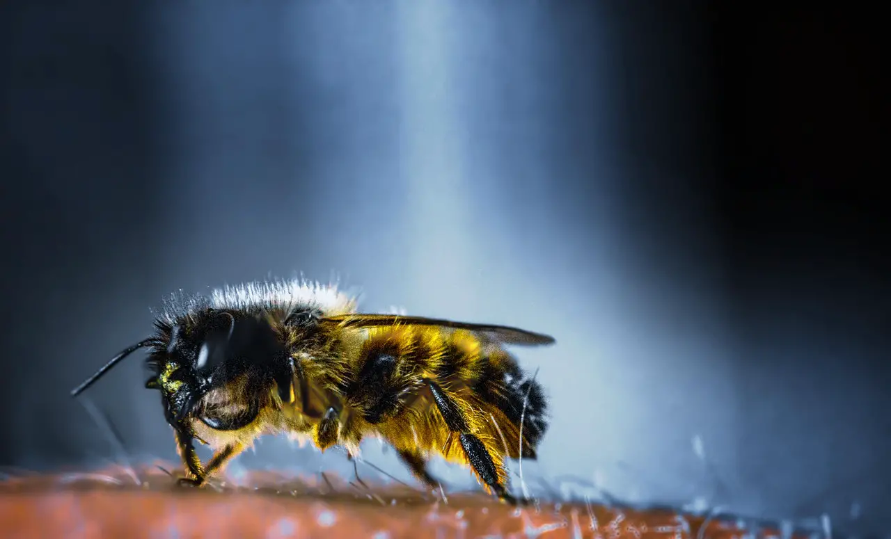 bee sting treatment