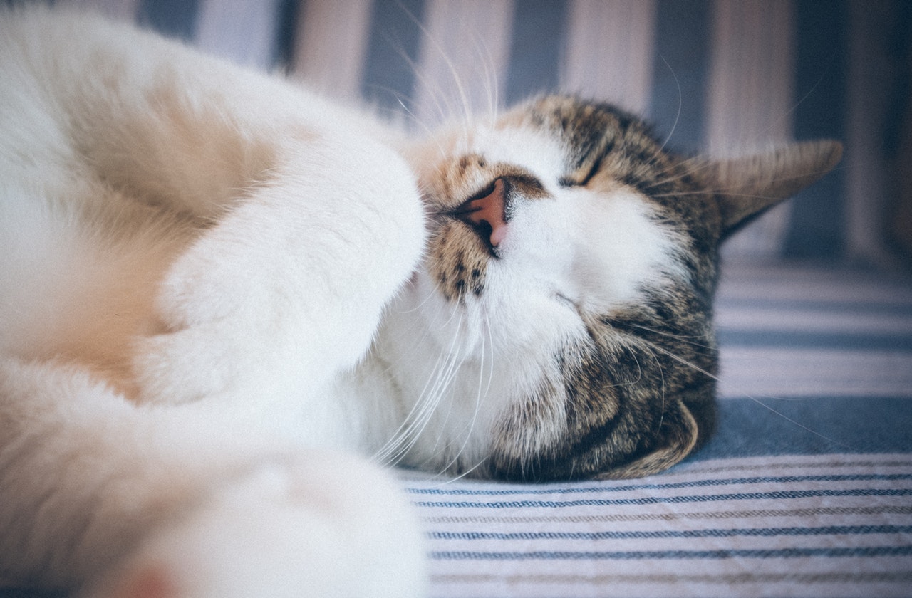 Best Cat Carriers Reviewed & Rated for Quality TheGearHunt