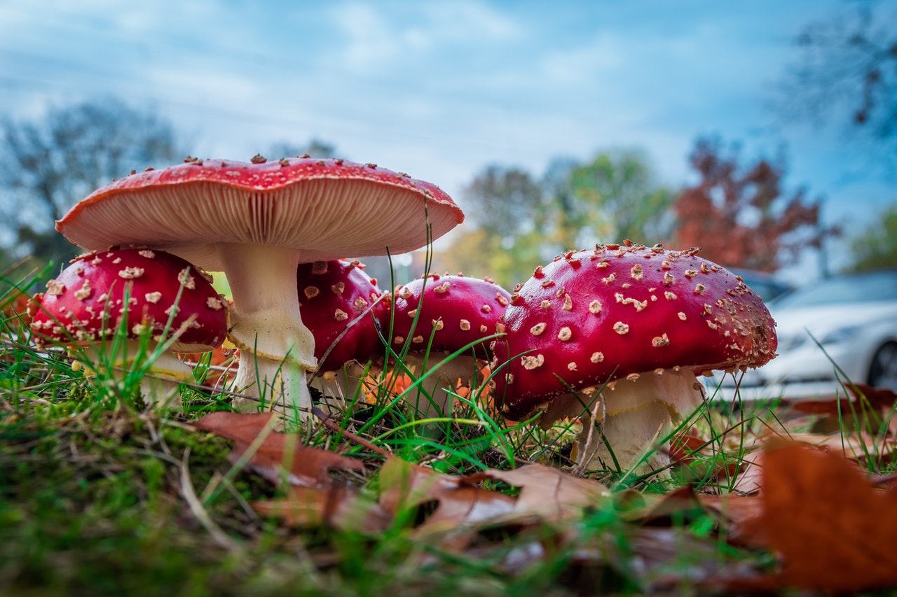 Poisonous Mushrooms How To Know Which Are Safe To Eat Thegearhunt 