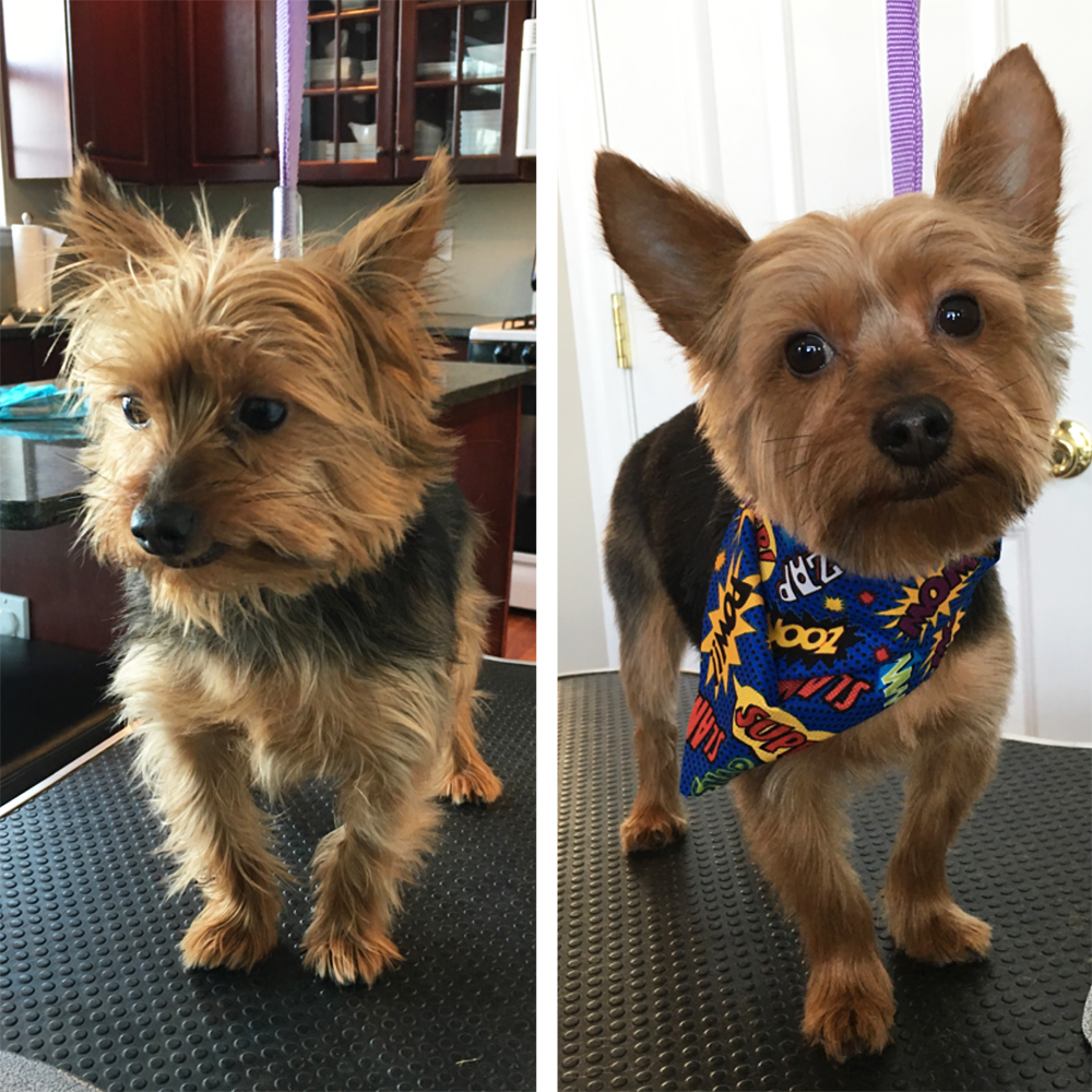 Best Dog Clippers Reviewed & Rated for Quality TheGearHunt