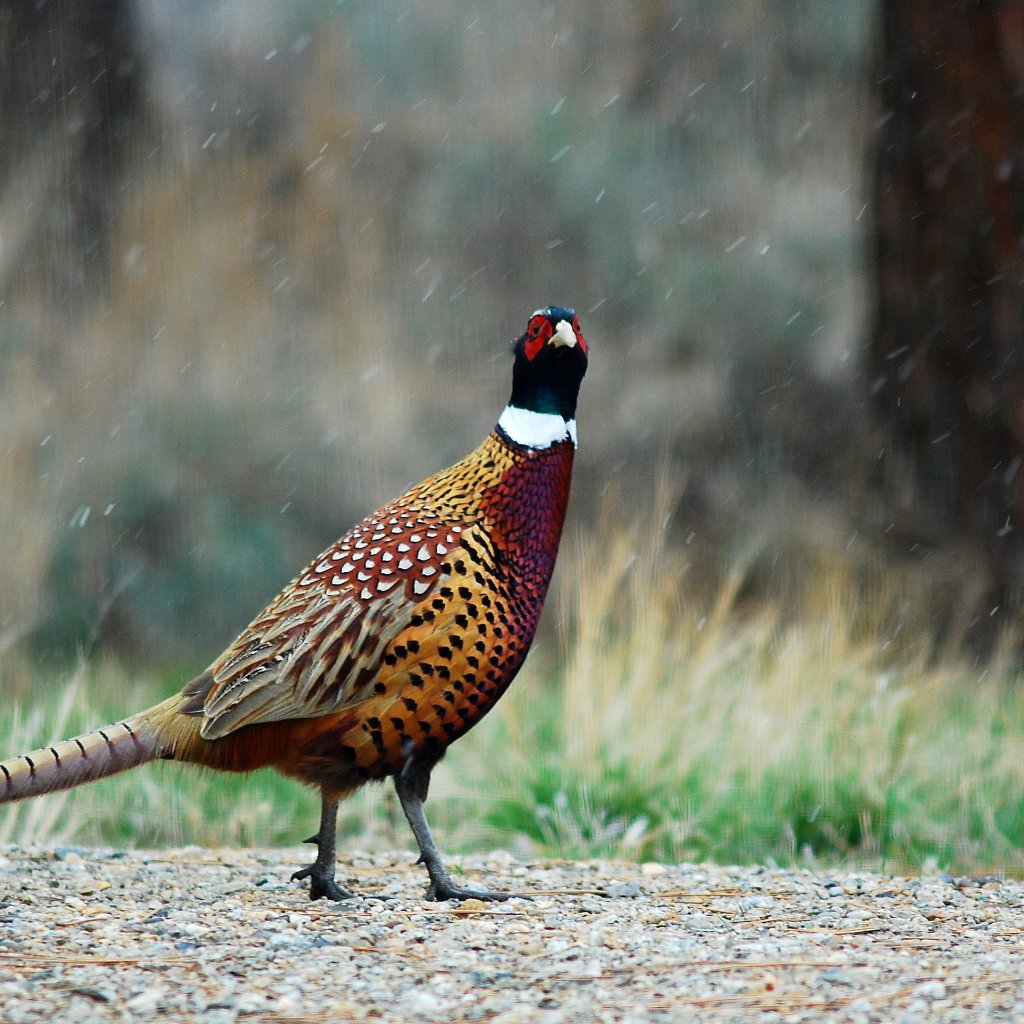 How to Hunt Pheasants A Complete Guide TheGearHunt