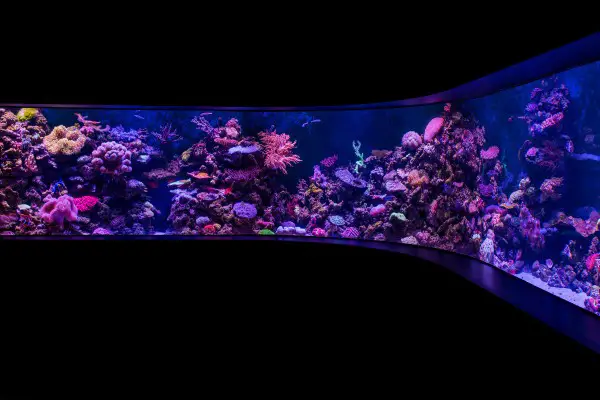 An in-depth review of the best aquarium lights available in 2018. 