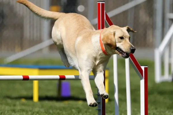 An in-depth review of the best dog agility equipment available in 2018.