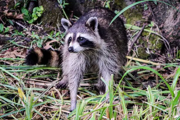 An in-depth review of the best raccoon traps available in 2018.
