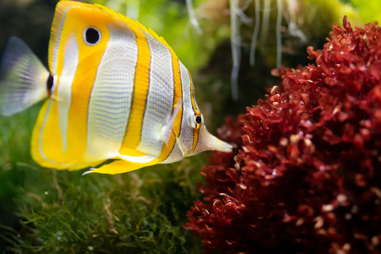 18 Saltwater Aquarium Fish for Beginners | TheGearHunt