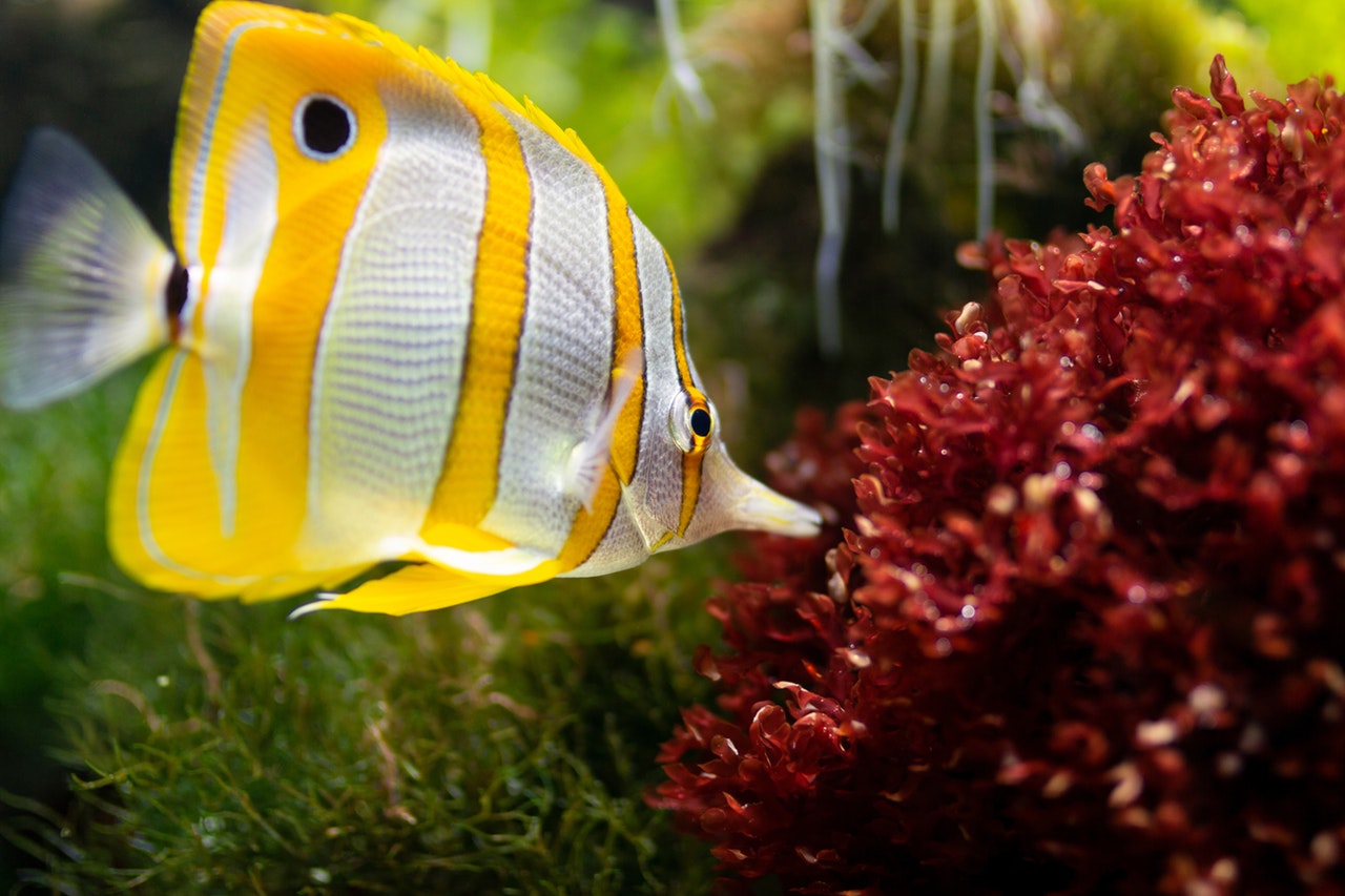 18-saltwater-aquarium-fish-for-beginners-thegearhunt