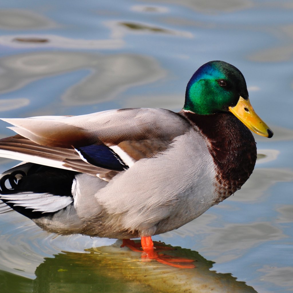 How to Find the Perfect Duck Hunting Boat - TheGearHunt