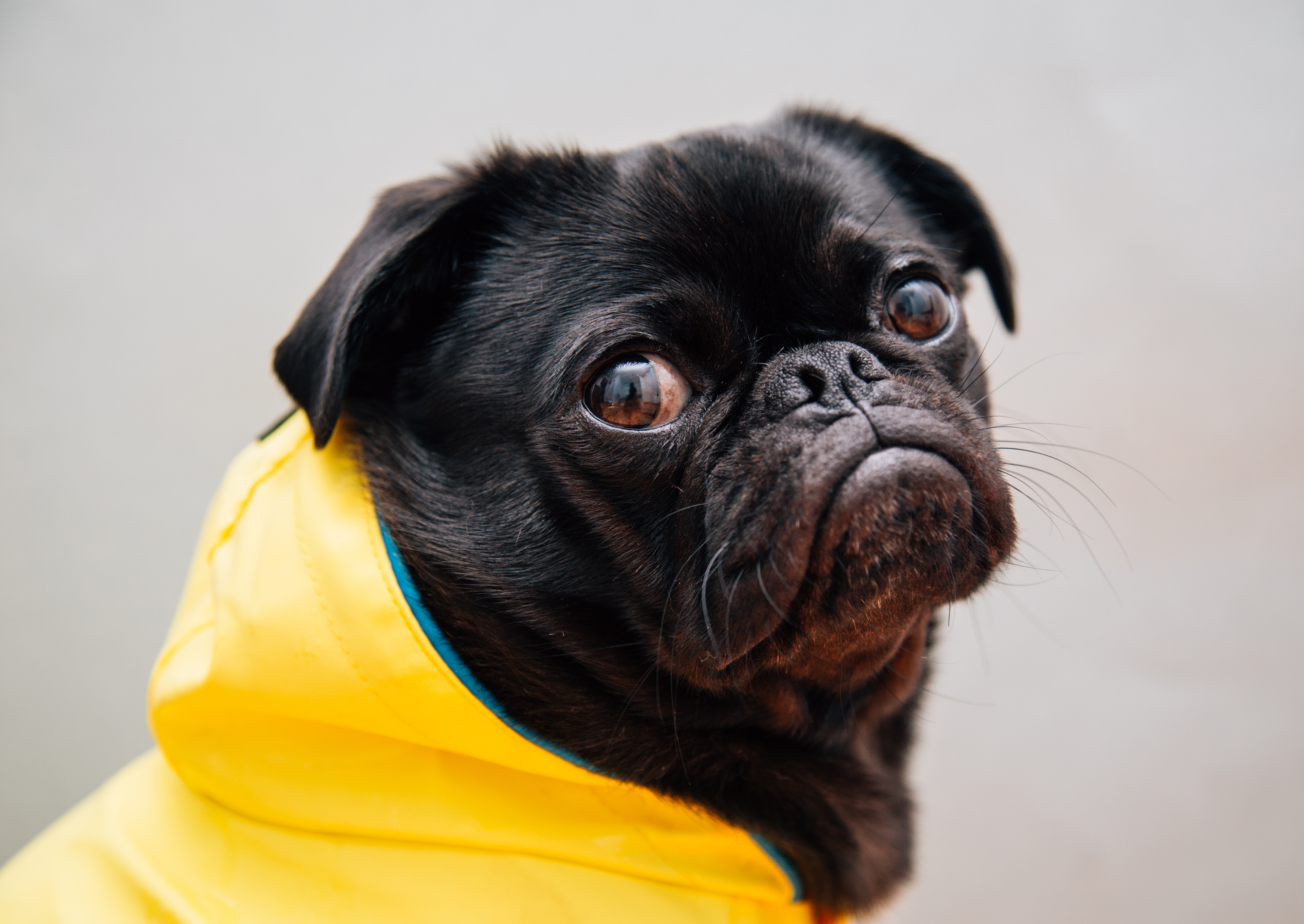 An in-depth guide on the best waterproof dog coats available in 2019. 