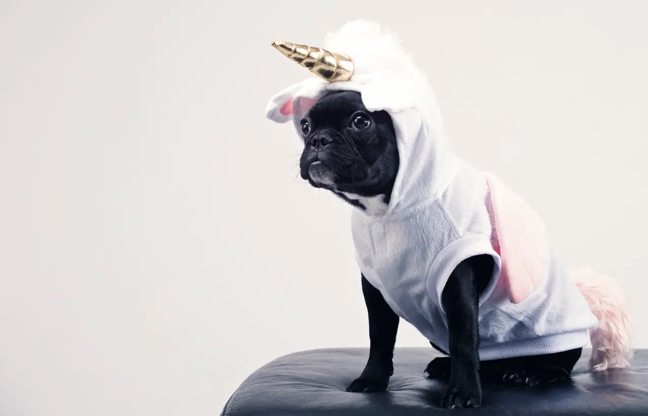 An in-depth review of the best dog costumes available in 2019.