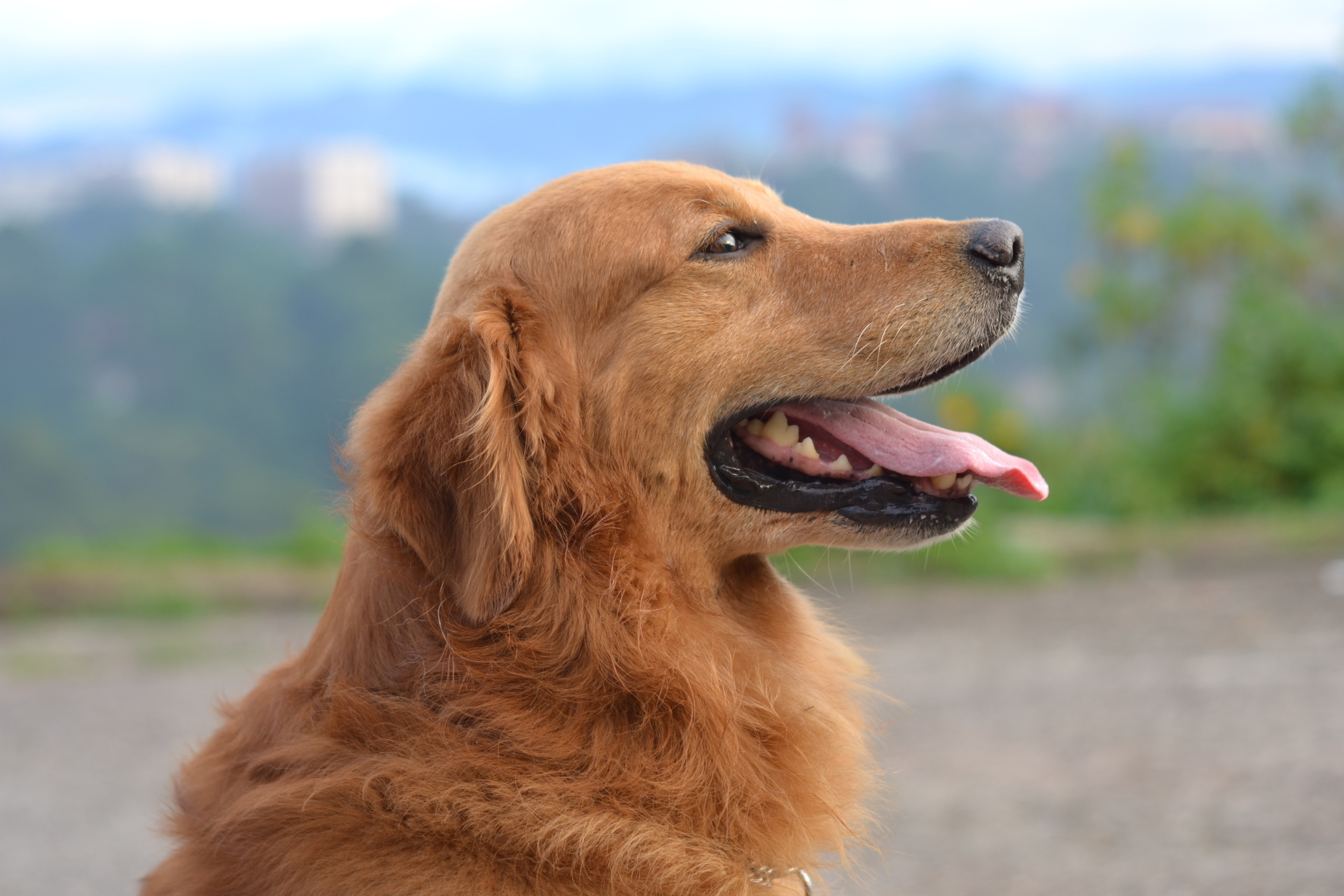 Golden Retrievers: History, Temperament & Personality Traits - ADorable Animal Blur 686094