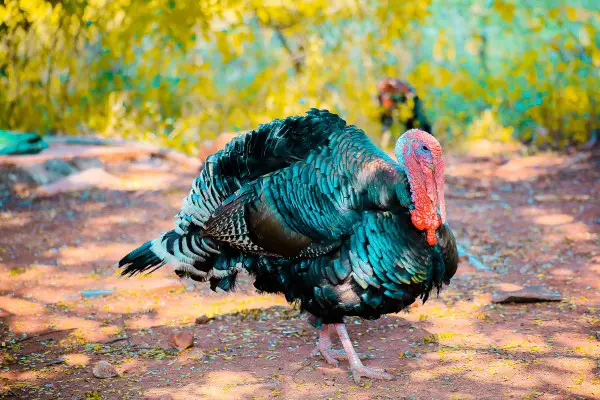 An in-depth review of the best turkey decoys available in 2019.