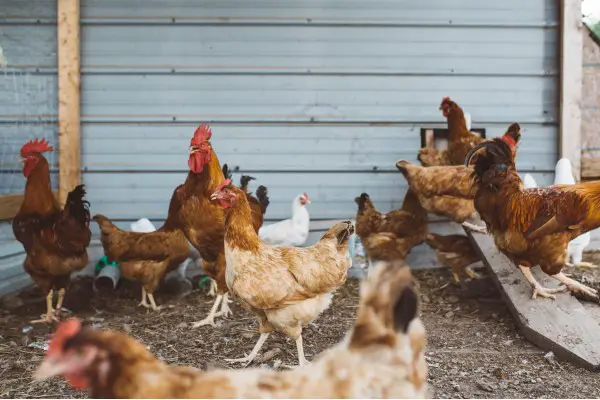 An in-depth review of the best chicken coops available in 2019.