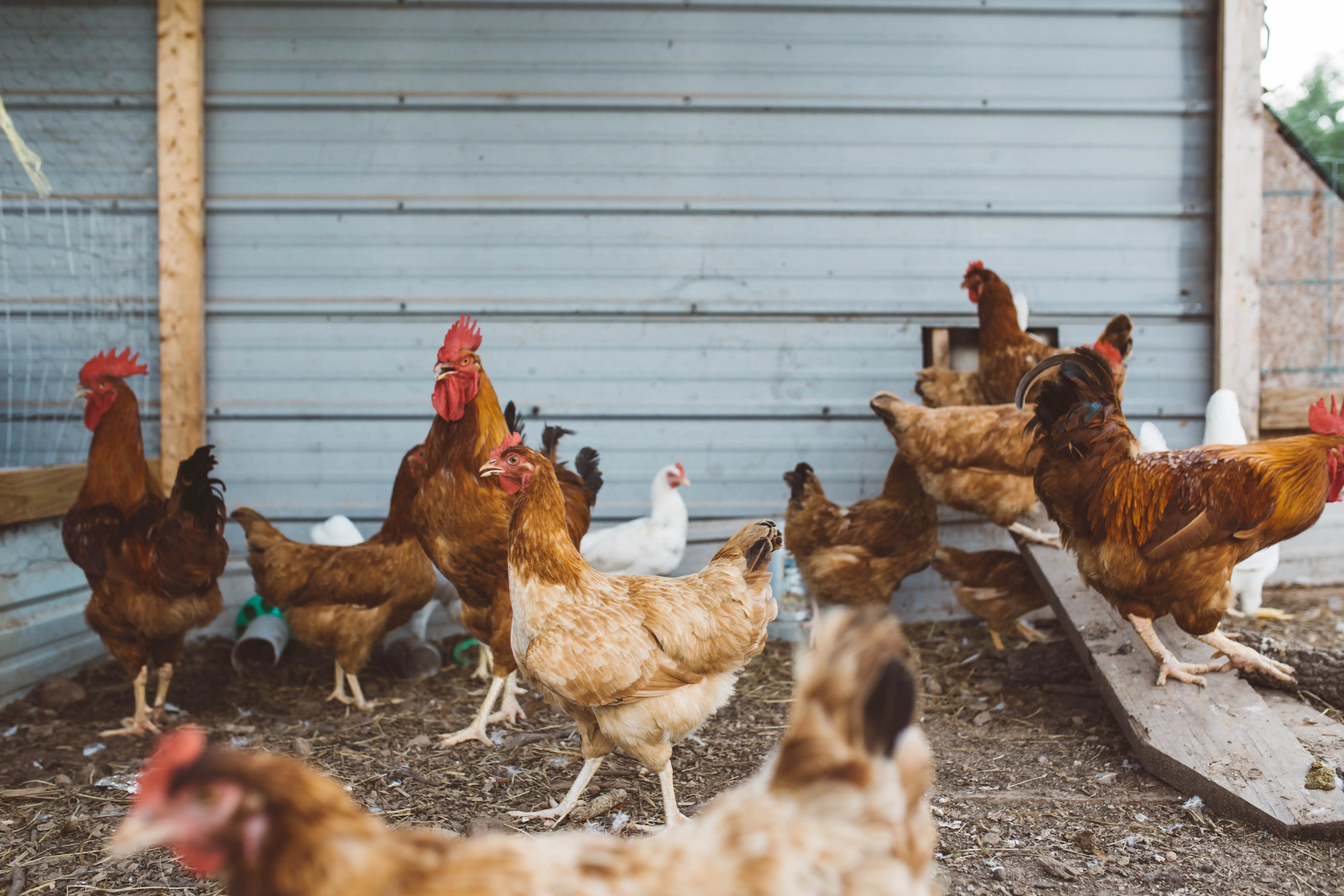 An in-depth review of the best chicken coops available in 2019.