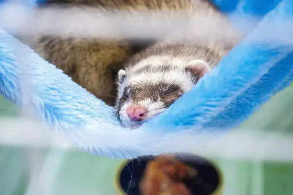 An in-depth review of the best ferret cages available in 2019. 