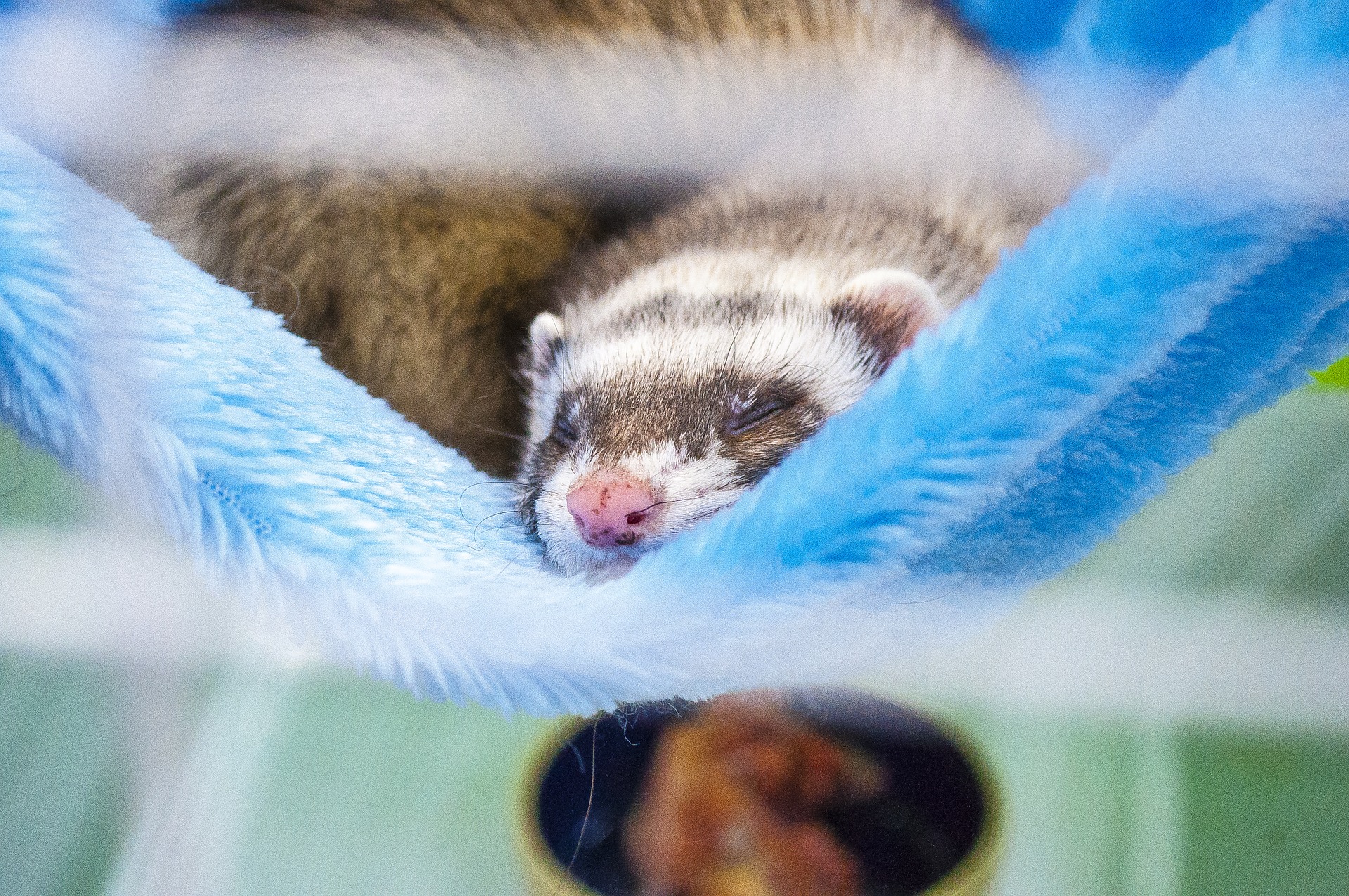10 Best Ferret Cages Reviewed in 2024 TheGearHunt