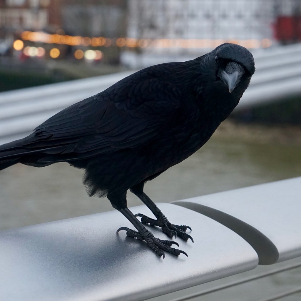 Good crow. Ворона. Ворона на окне. Умные вороны.