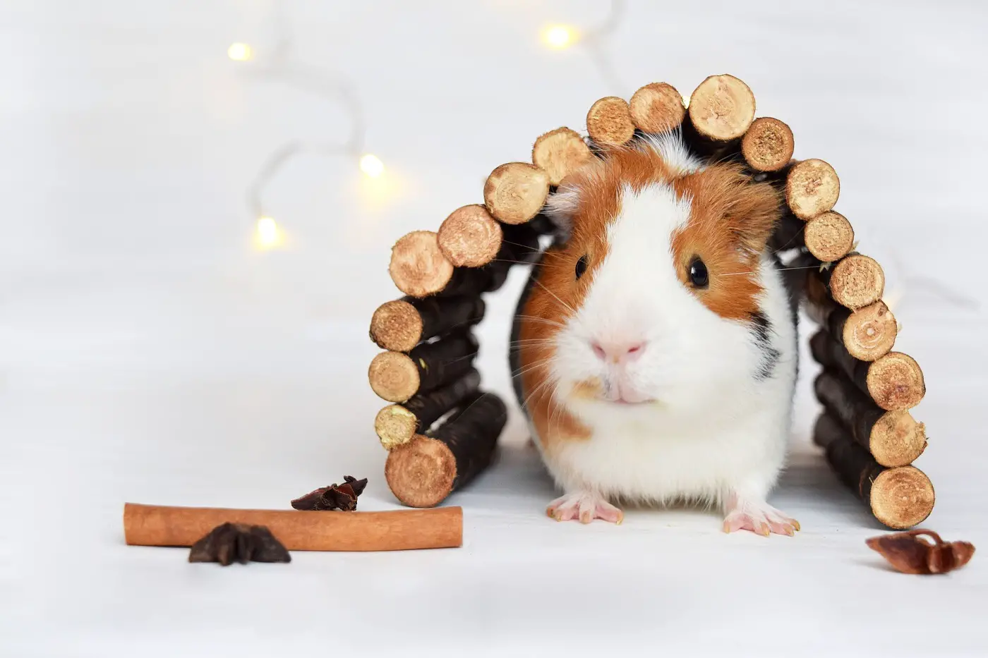 An in-depth review of the best guinea pig hideouts available in 2019.